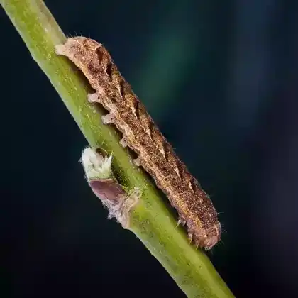 Foto von Schwarzpunktierte Erdeule (Xestia baja)