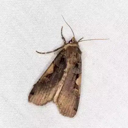 Foto von Schwarze C-Erdeule (Xestia c-nigrum)