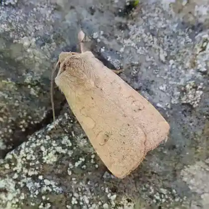 Foto von Ginsterheiden-Erdeule (Xestia castanea)