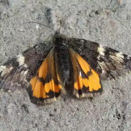 Foto von Großes Jungfernkind (Archiearis parthenias)