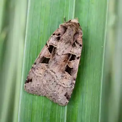 Foto von Triangel-Erdeule (Xestia triangulum)