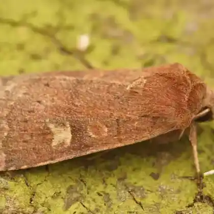 Foto von Rötlichbraune Erdeule (Xestia xanthographa)