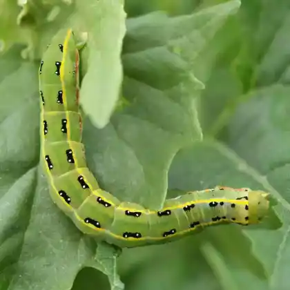 Foto von Graue Moderholzeule (Xylena exsoleta)