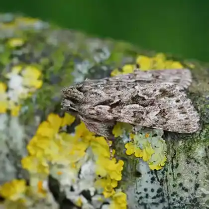 Foto von Geißblatteule (Xylocampa areola)