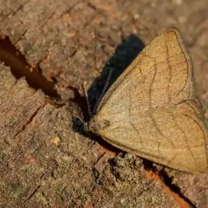 Foto von Laubgehölz-Spannereule (Zanclognatha tarsipennalis)