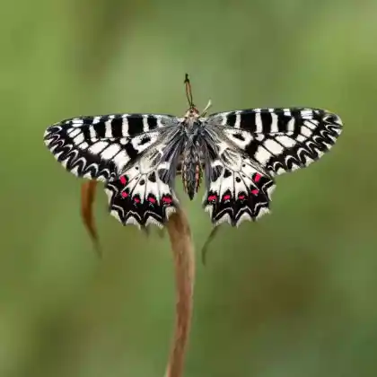 Foto von Osterluzeifalter (Zerynthia polyxena)