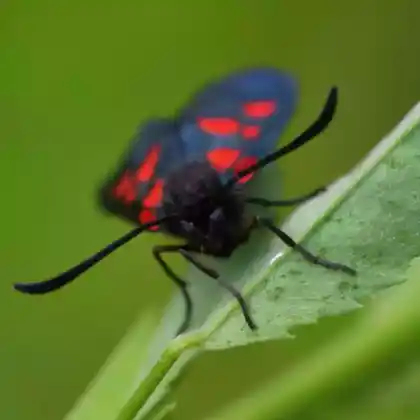 Foto von Ungeringtes Kronwicken-Widderchen (Zygaena angelicae)