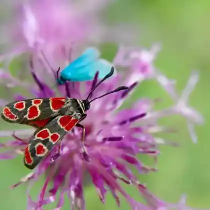 Foto von Esparsetten-Widderchen (Zygaena carniolica)