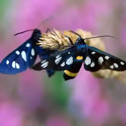 Foto von Beringtes Kronwicken-Blutströpfchen (Zygaena ephialtes)