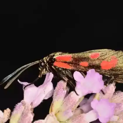 Foto von Alpen-Widderchen (Zygaena exulans)