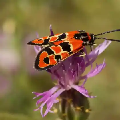 Foto von Bergkronwicken-Widderchen (Zygaena fausta)
