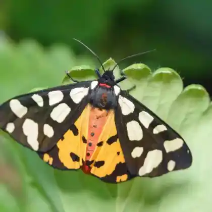 Foto von Schwarzer Bär (Arctia villica)