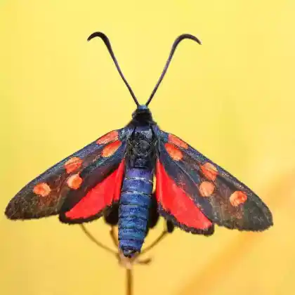Foto von Erdeichel-Widderchen (Zygaena filipendulae)