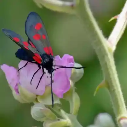 Foto von Klee-Widderchen (Zygaena lonicerae)