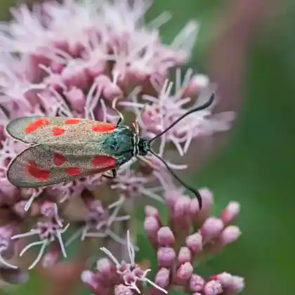 Foto von Beilfleck-Widderchen (Zygaena loti)