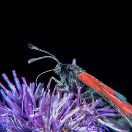 Foto von Bibernell-Widderchen (Zygaena minos)