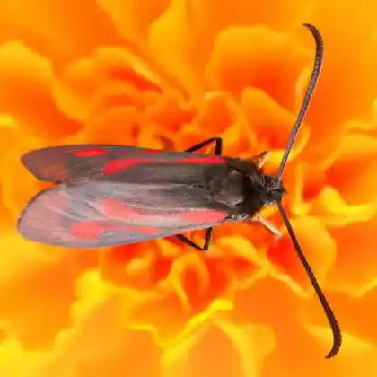 Foto von Platterbsen-Widderchen (Zygaena osterodensis)
