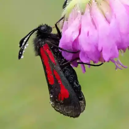 Foto von Thymian-Widderchen (Zygaena purpuralis)