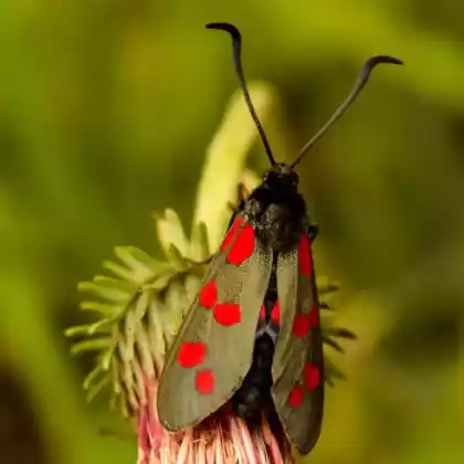 Foto von Hufeisenklee-Widderchen (Zygaena transalpina)