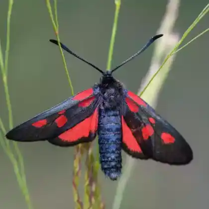 Foto von Sumpfhornklee-Widderchen (Zygaena trifolii)
