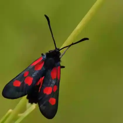 Foto von Kleines Fünffleck-Widderchen (Zygaena viciae)