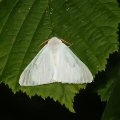 Foto von Schwarzes L (Arctornis l-nigrum)