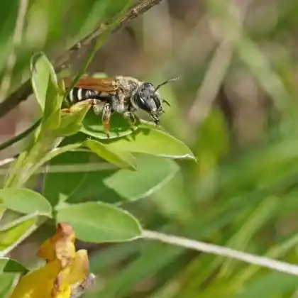 Foto von Geißklee-Sandbiene (Andrena aberrans)