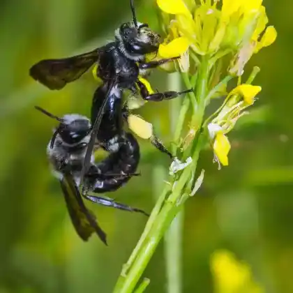 Foto von Senf-Blauschillersandbiene (Andrena agilissima)