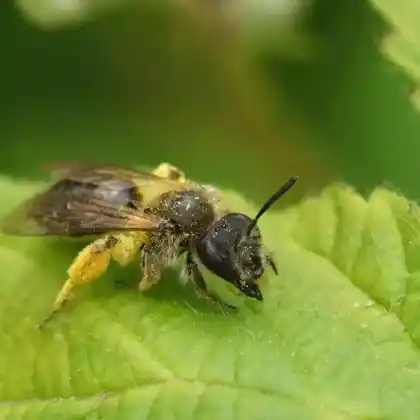 Foto von Westliche Zangensandbiene (Andrena angustior)