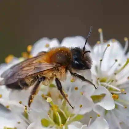 Foto von Dunkle Lockensandbiene (Andrena apicata)