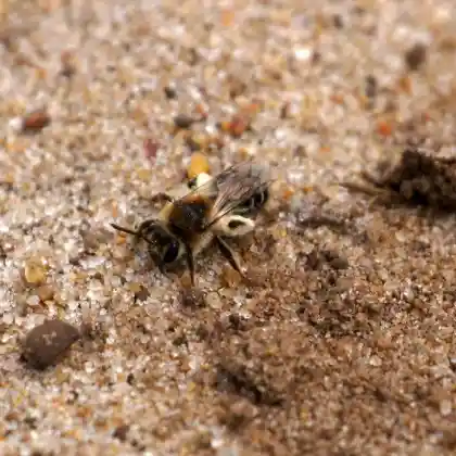 Foto von Silber-Sandbiene (Andrena argentata)
