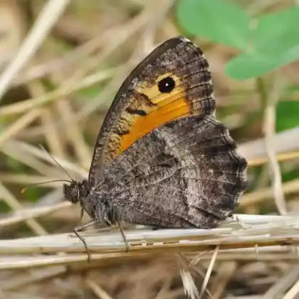 Foto von Rotbindiger Samtfalter (Arethusana arethusa)