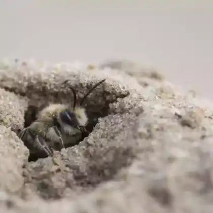 Foto von Bärtige Sandbiene (Andrena barbilabris)