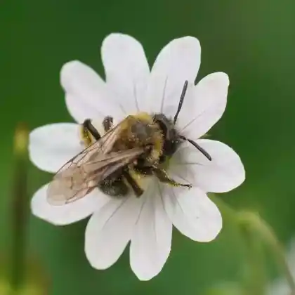 Foto von Zweifarbige Sandbiene (Andrena bicolor)