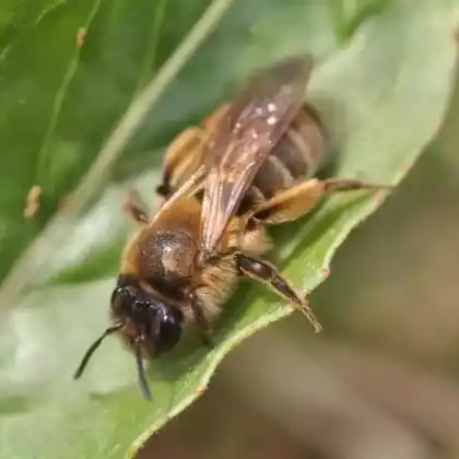 Foto von Schwarzbeinige Rippensandbiene (Andrena bimaculata)