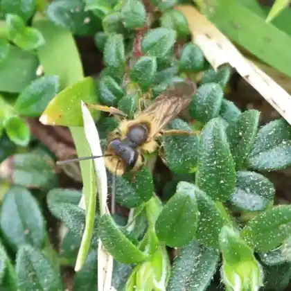 Foto von Weißdorn-Sandbiene (Andrena bucephala)