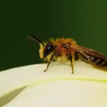 Foto von Goldafter-Bindensandbiene (Andrena chrysopyga)