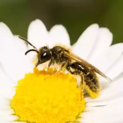 Foto von Gelbbeinige Kielsandbiene (Andrena chrysosceles)