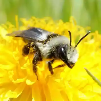 Foto von Grauschwarze Düstersandbiene (Andrena cineraria)