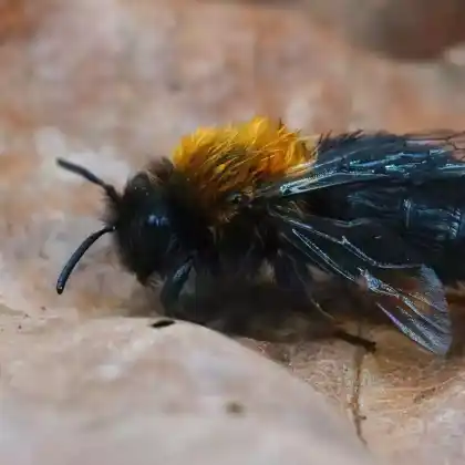 Foto von Rotbeinige Lockensandbiene (Andrena clarkella)