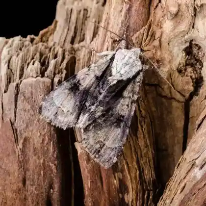 Foto von Spatelhaar-Pfeileule (Acronicta alni)