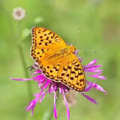 Foto von Feuriger Perlmuttfalter (Argynnis adippe)