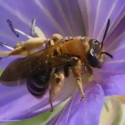 Foto von Braune Schuppensandbiene (Andrena curvungula)