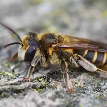 Foto von Mannstreu-Sandbiene (Andrena decipiens)