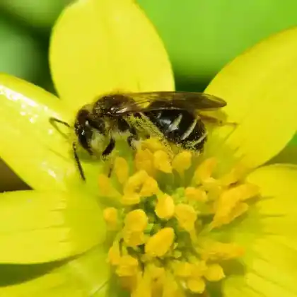 Foto von Rainfarn-Herbstsandbiene (Andrena denticulata)