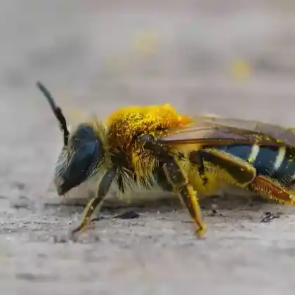 Foto von Rotbeinige Körbchensandbiene (Andrena dorsata)
