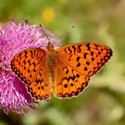 Foto von Großer Perlmuttfalter (Argynnis aglaja)