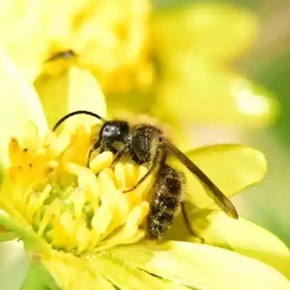 Foto von Eichen-Sandbiene (Andrena ferox)