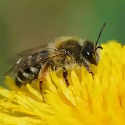Foto von Gewöhnliche Bindensandbiene (Andrena flavipes)