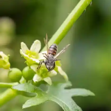 Foto von Zaunrüben-Sandbiene (Andrena florea)